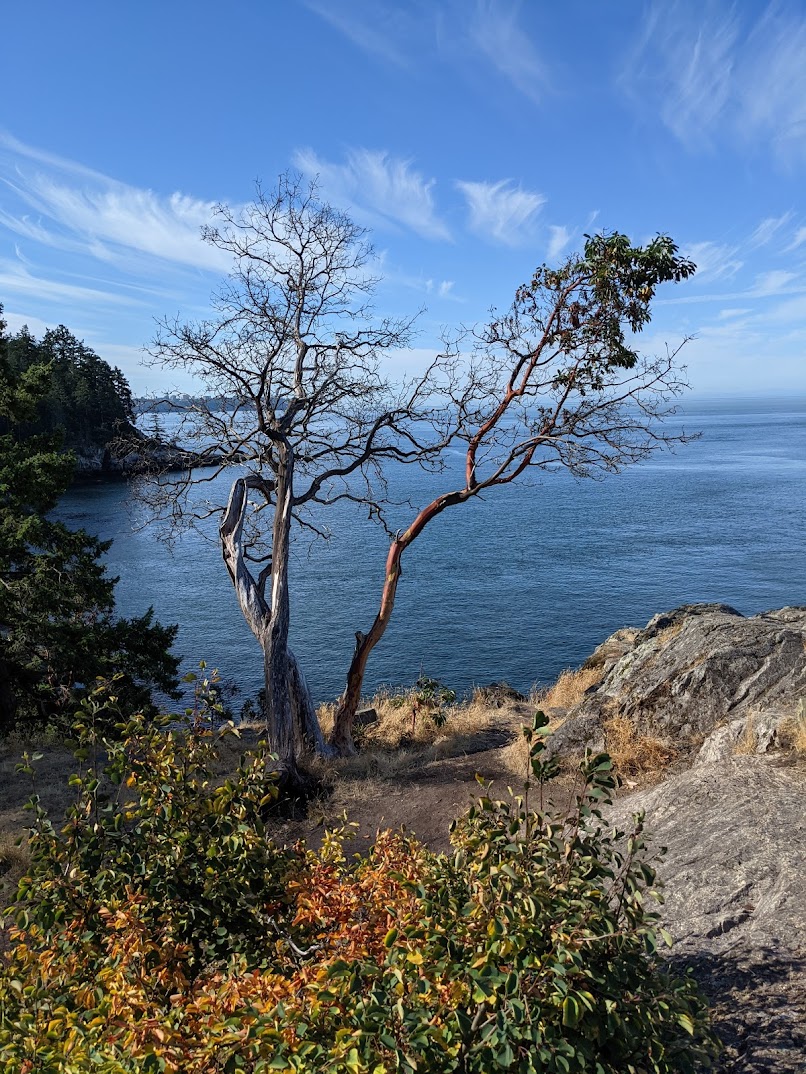 Photo taken near the previous one, showing a dead arbutus tree next to a live one in the forground: twisted and mostly stripped of leaves.