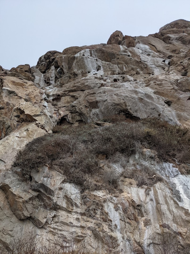 Cliff face, with small burrow-like holes way up top.