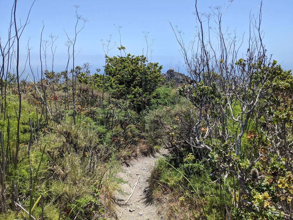 A path cut through short, spindly trees and bushes, that are nevertheless tall enough to just block sight.