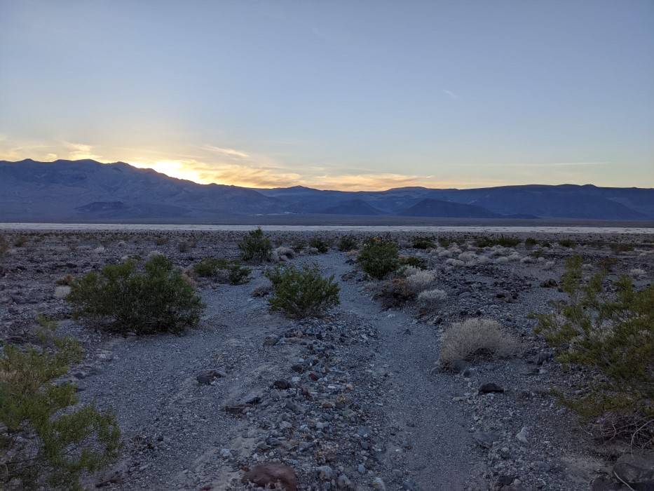 A shallow, river-shaped indentation, on whose sides are more plants, both green and dead.