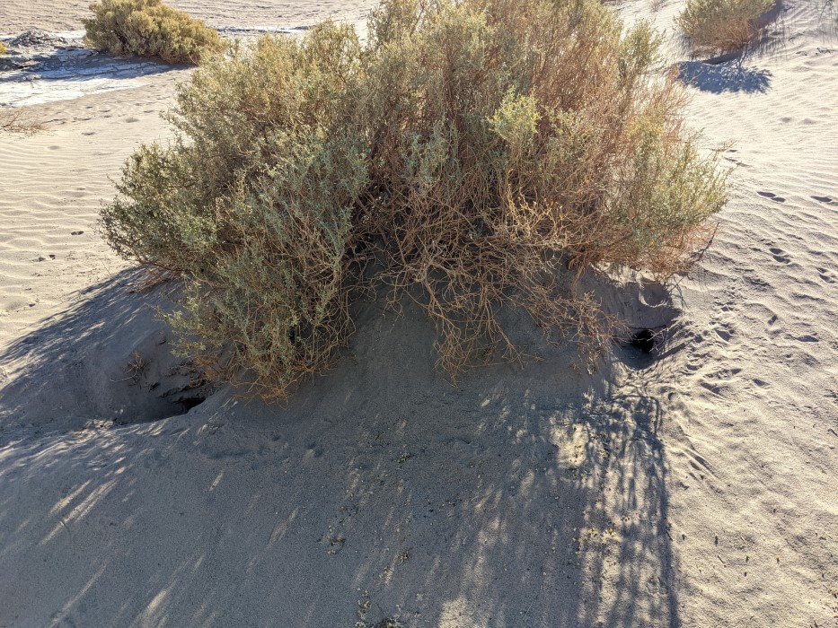 A bush in the sands has two holes in it by the roots. Tiny footprints can barely be seen.