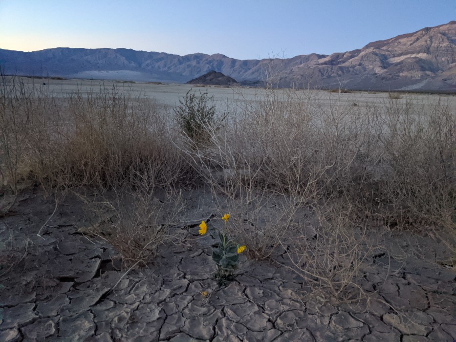 A similar landscape, with a single daffodil-like flower on one of the islands .